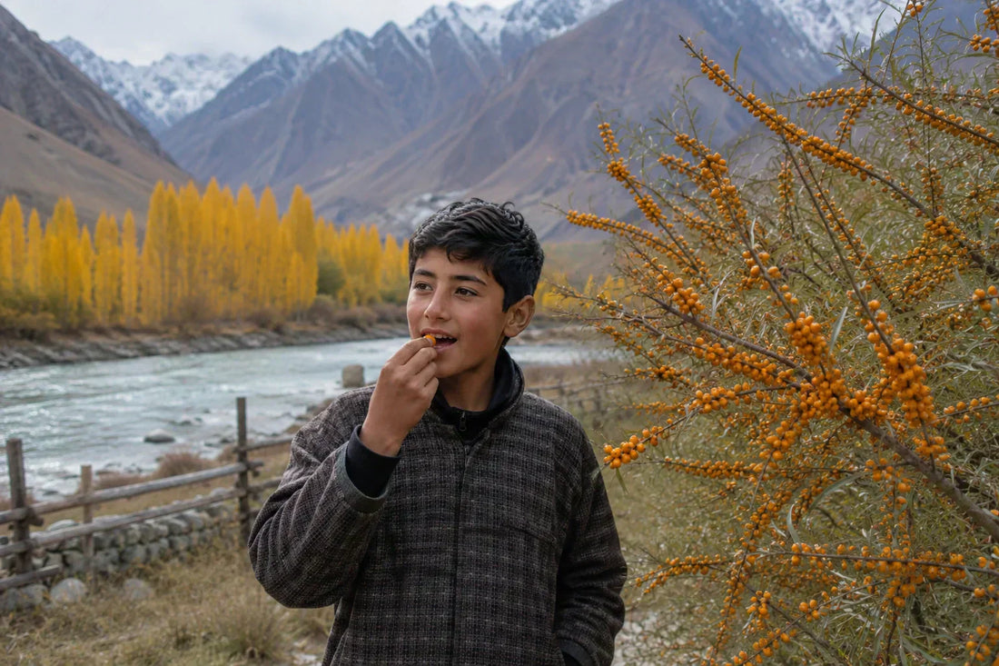 Nutritious Berries: Why Sea Buckthorn Beats Almost Every Berry You Know?