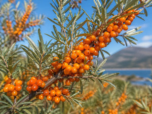 Branch of orange berries with a scenic background